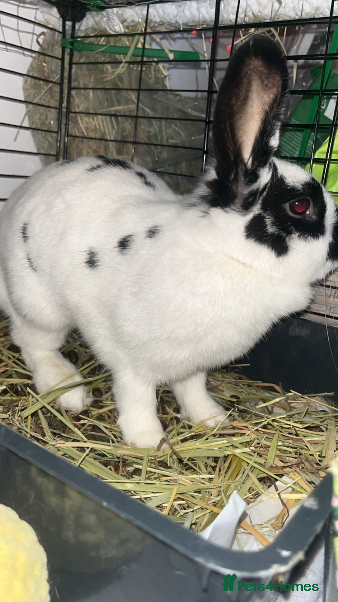 English Spot rabbits Baby Rabbit  - Advert 4