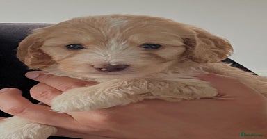 Cockapoo dogs - Advert 6
