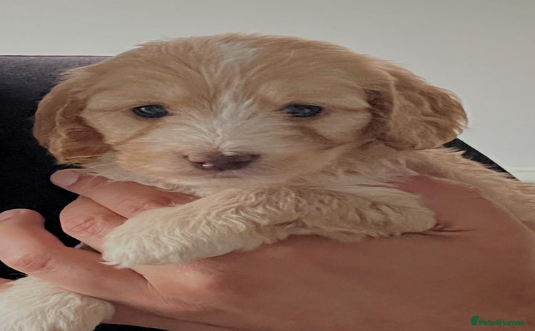 Cockapoo dogs - Advert 2