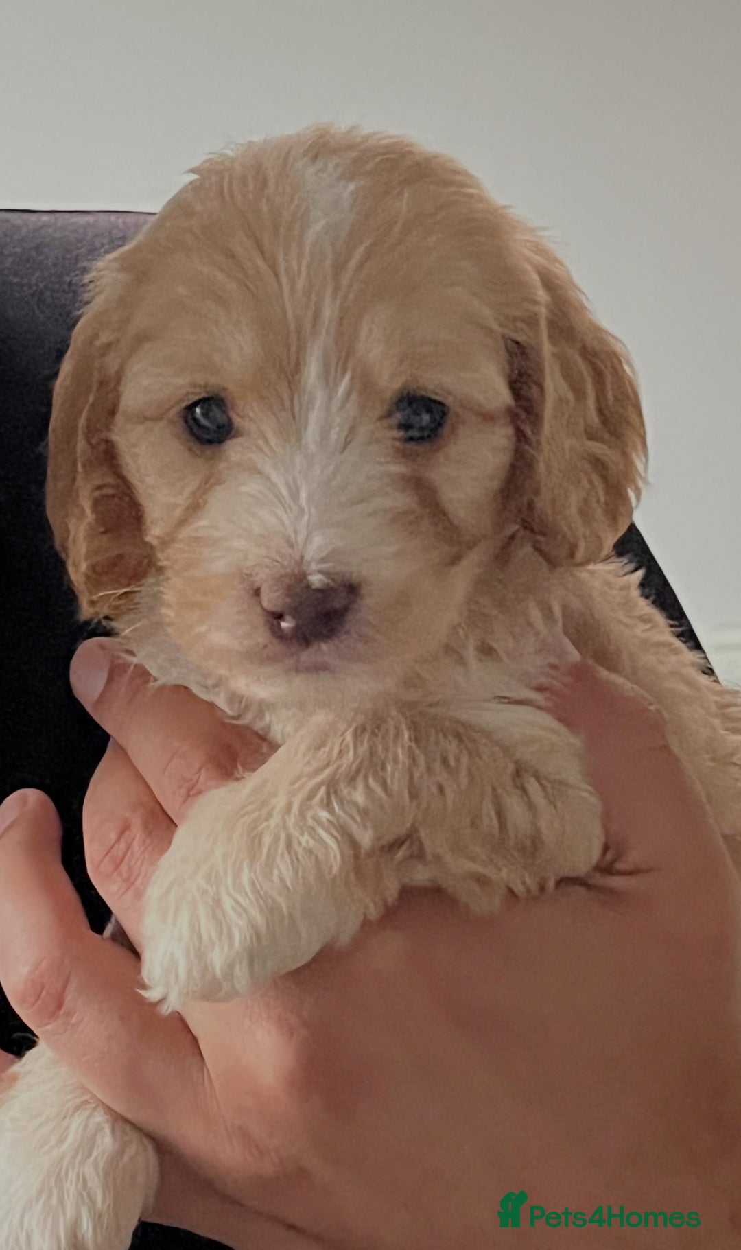 Cockapoo dogs for sale: 7 beautiful cockapoos baby’s  - Image 1