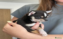 Chihuahua dogs for sale: Forever 🏡 ready 5🌟 KC girl Chihuahua - Image 2