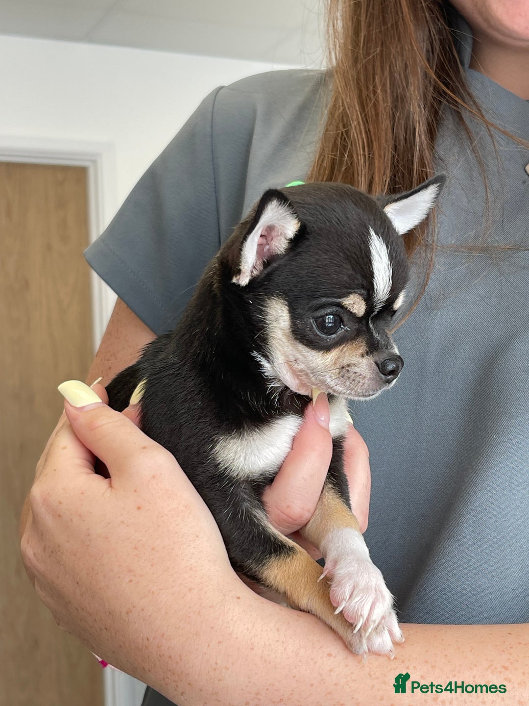 Chihuahua dogs for sale: Forever 🏡 ready 5🌟 KC girl Chihuahua - Image 2