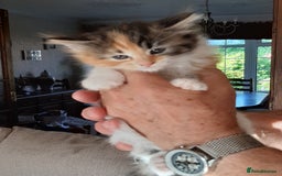 Maine Coon cats for sale: Maine Coon kittens  - Image 10