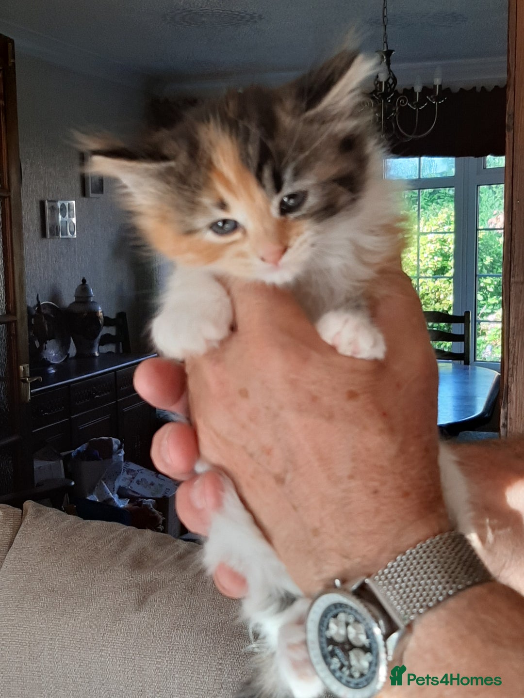 Maine Coon cats for sale: Maine Coon kittens  - Image 10
