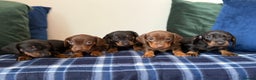 Miniature Dachshund dogs for sale: 🌸Stunning minature smooth haired dachshund🌸 - Advert 10