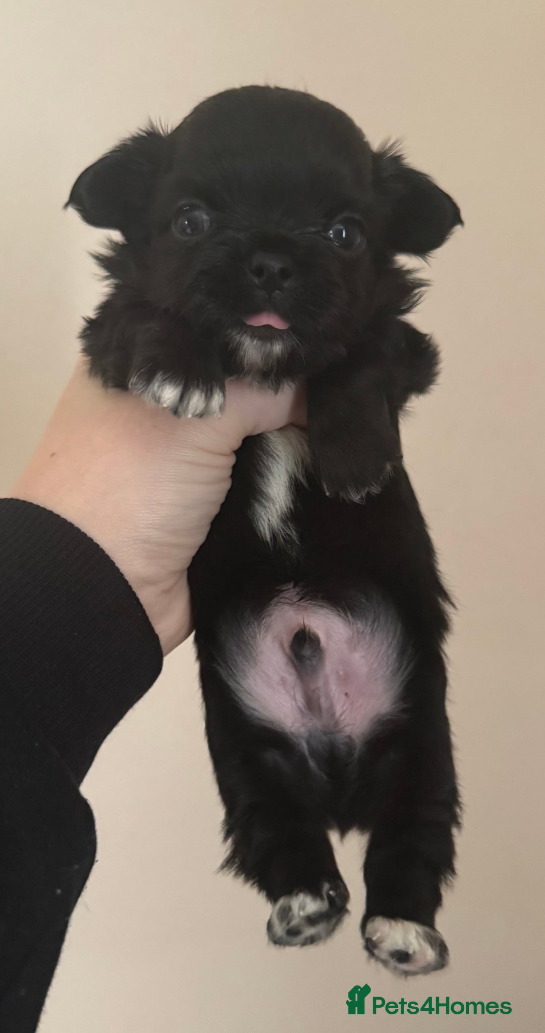 Chihuahua dogs for sale: Long coat Chihuahua puppies - Image 11