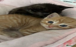 Domestic Shorthair cats for sale: 2 gorgeous kitten for sale  - Image 2