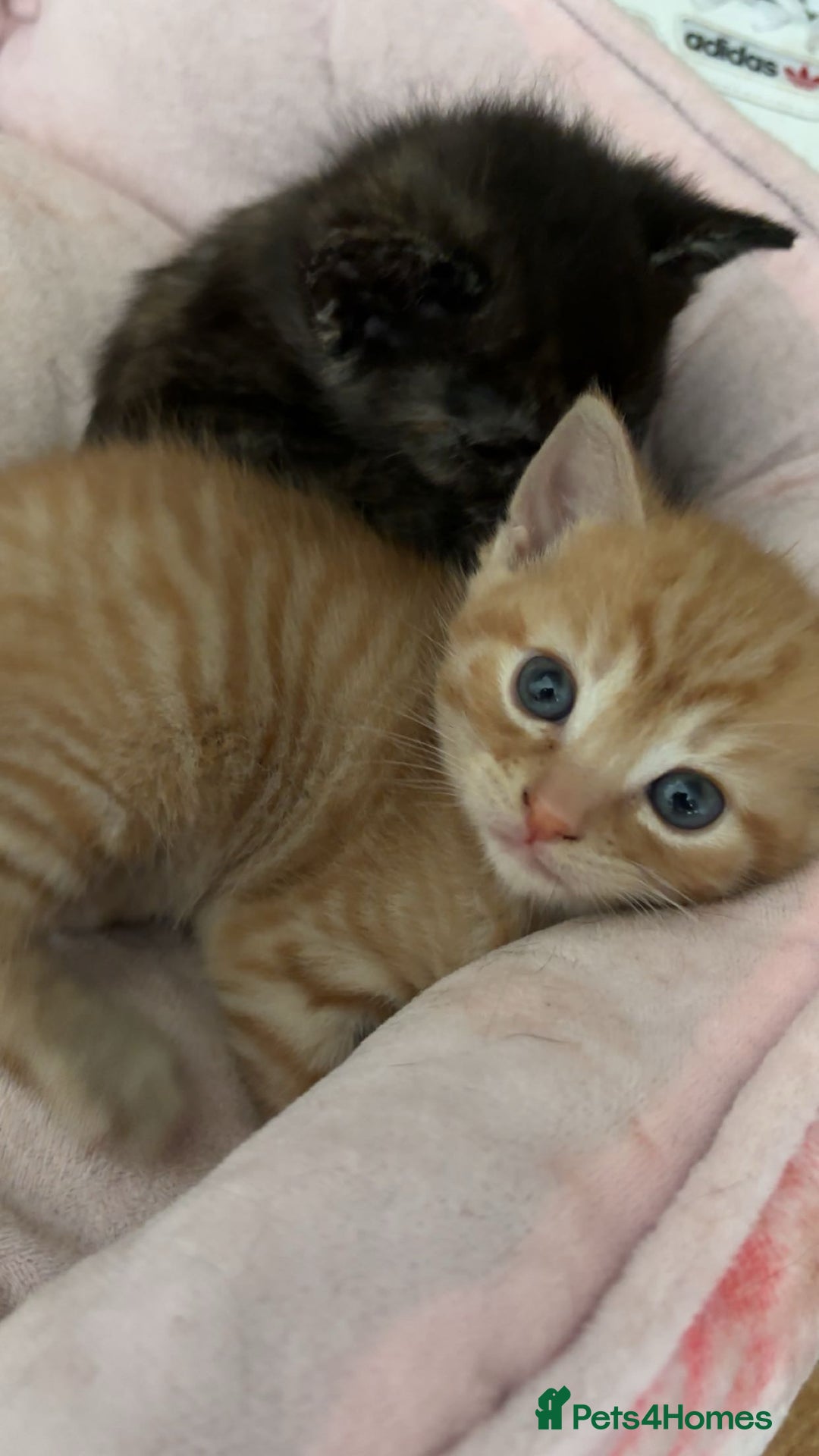 Domestic Shorthair cats for sale: 2 gorgeous kitten for sale  - Image 2