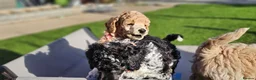 Miniature Poodle dogs for sale: 6 weeks old F1b Moyen Poodle  - Advert 21