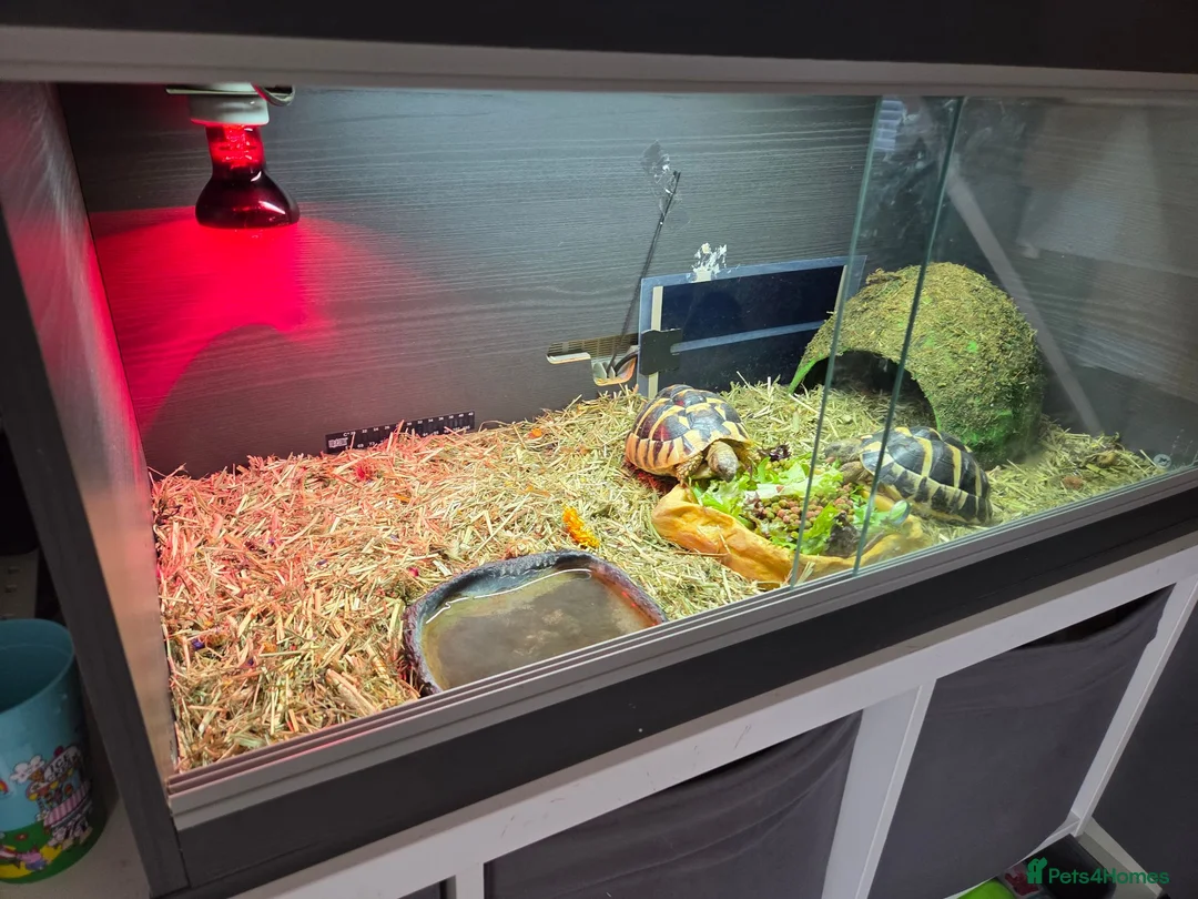 Hermann Tortoise reptiles for sale: 2x Hermann tortoise and full set up. in West Malling - Advert 4