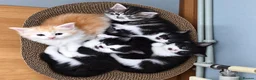 Maine Coon cats for sale: ¾ Maine coon kittens  - Advert 11
