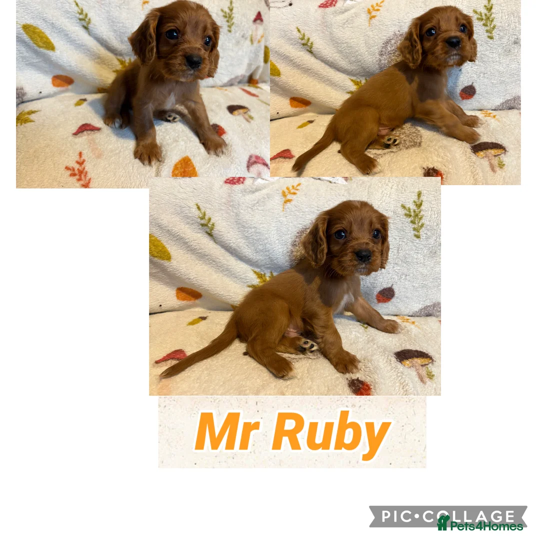 Cockalier dogs for sale: Stunning Cockalier Puppies (5 male, 2 female) - Advert 6