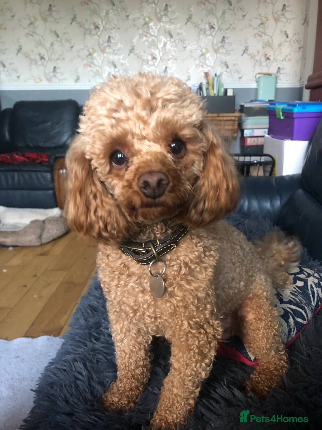Toy Poodle dogs for stud: Fox red KC and health tested Toy Poodle for Stud in Halifax - Advert 2