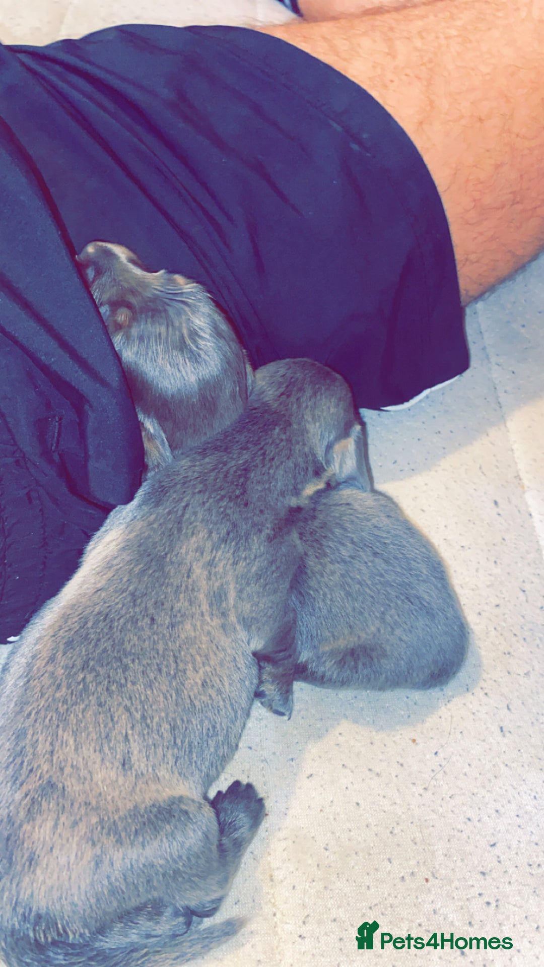 Dachshund dogs for sale: Long haired  - Image 2