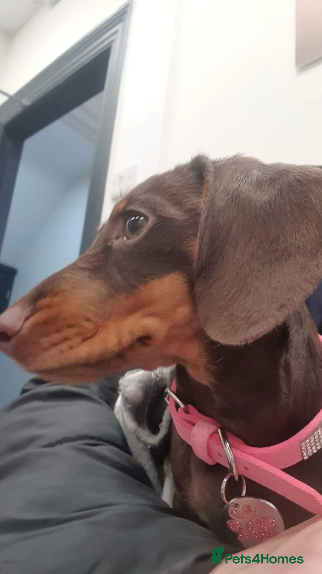 Dachshund dogs for sale: Dachshund Chocolate and Tan - Advert 1