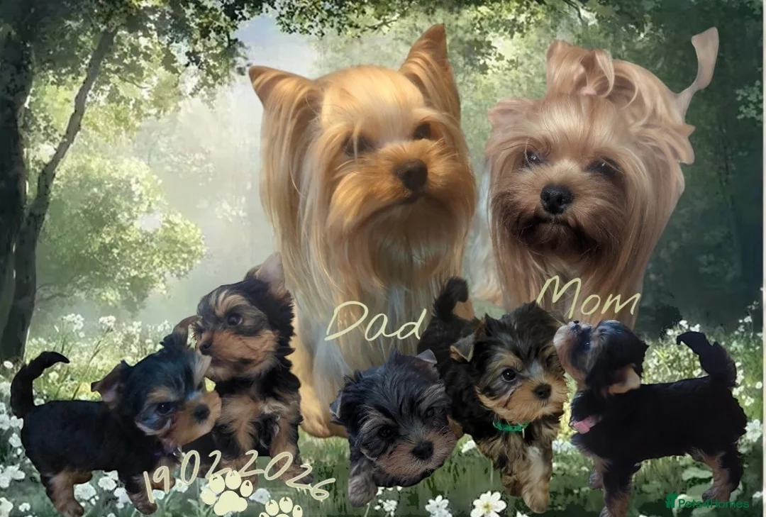 Yorkshire Terrier dogs for sale: 👉Yorkshire Terrier Pups–KC Lines, Health Checked - Advert 1