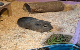 Guinea Pig rodents for sale: Free - Male solo guinea pig - Image 2