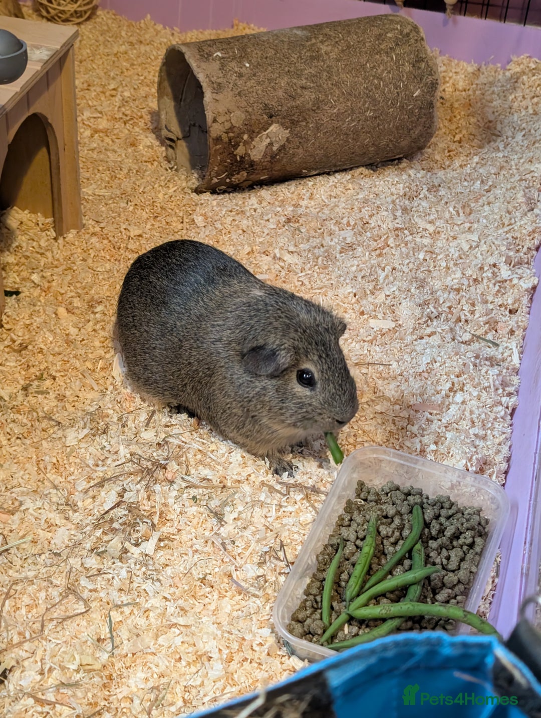 Guinea Pig rodents for sale: Free - Male solo guinea pig - Image 2