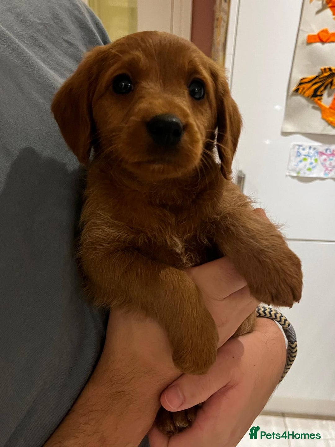 Labradoodle dogs for sale: Ready Now Miniature Fox Red Labradoodles  - Advert 12