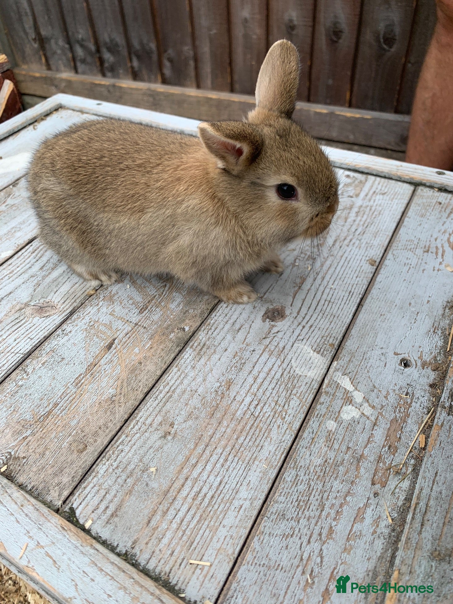 Netherland Dwarf rabbits Brown Netherland Dwarf Cross Rabbit  - Advert 2