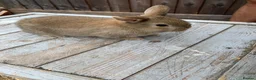 Netherland Dwarf rabbits for sale: Brown Netherland Dwarf Cross Rabbit  - Advert 2