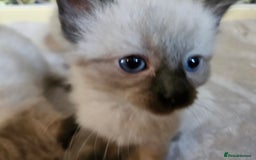 Ragdoll cats for sale: Ragdoll kittens  - Image 20