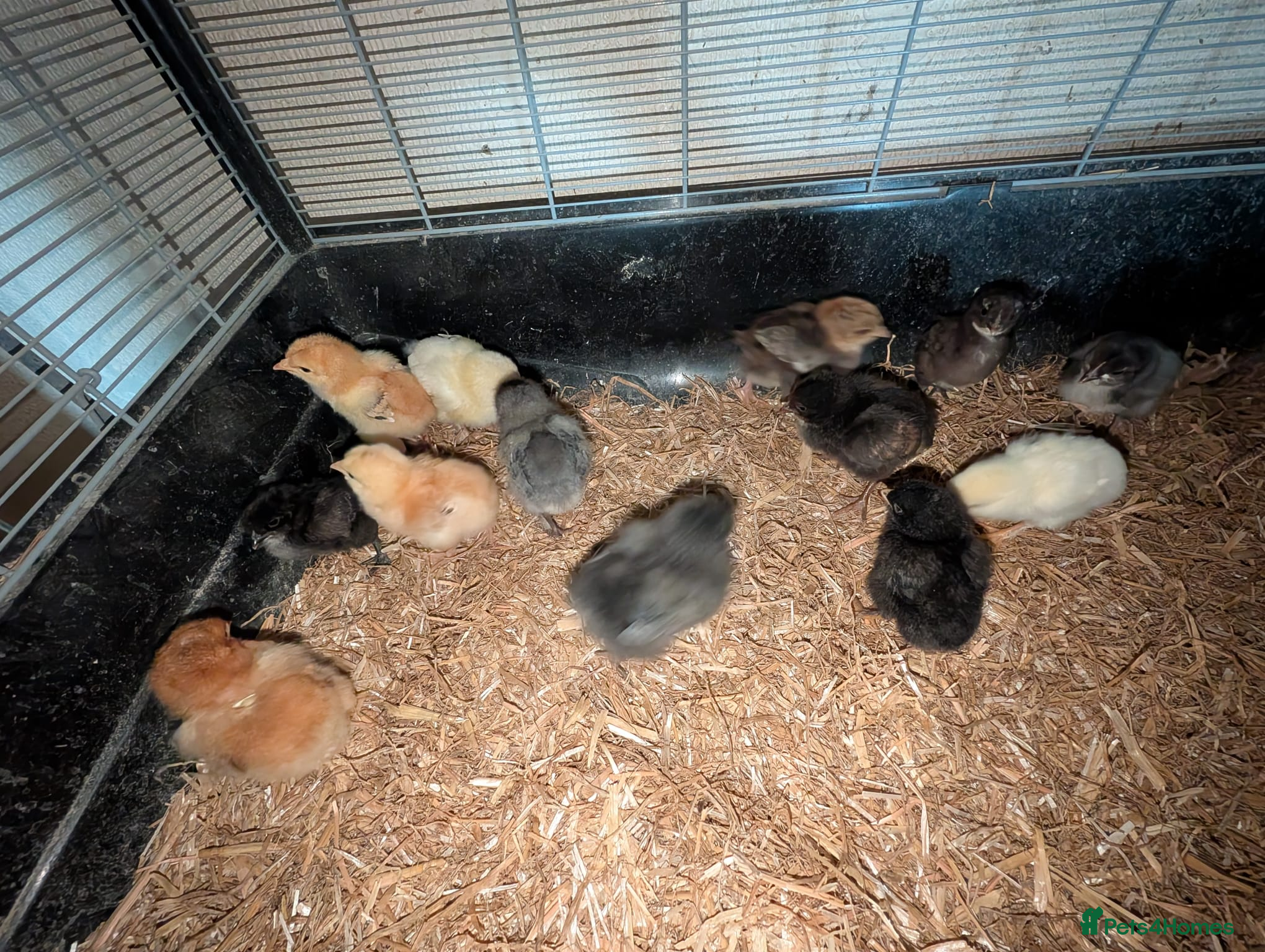 Chickens poultry unsexed chicks and quail and eggs - Advert 1
