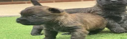 Cairn Terrier dogs for sale: KC reg pups off health tested parent avail 11/08 - Advert 3