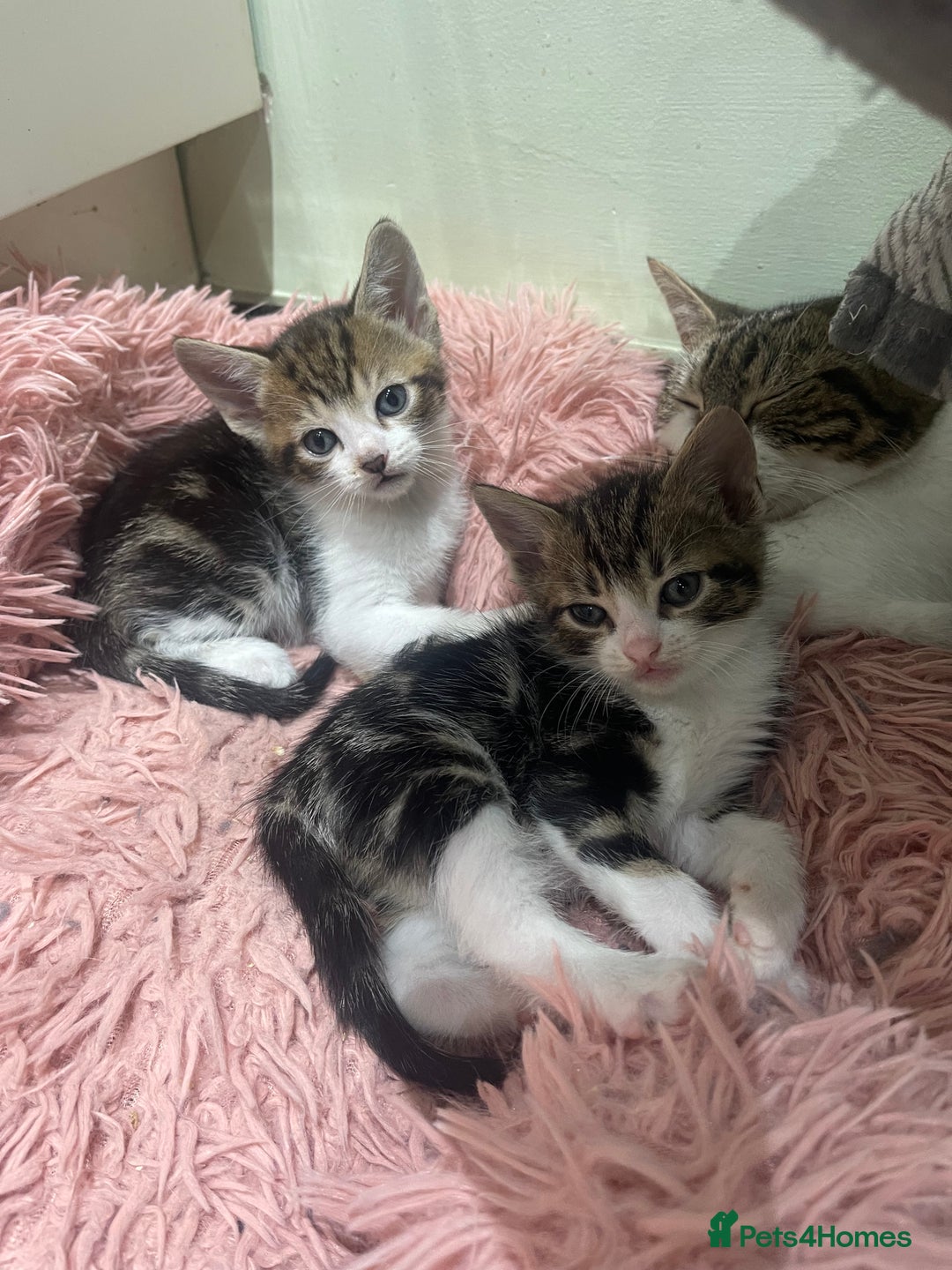 Mixed Breed cats for sale: BEAUTIFUL KITTENS  - Image 19