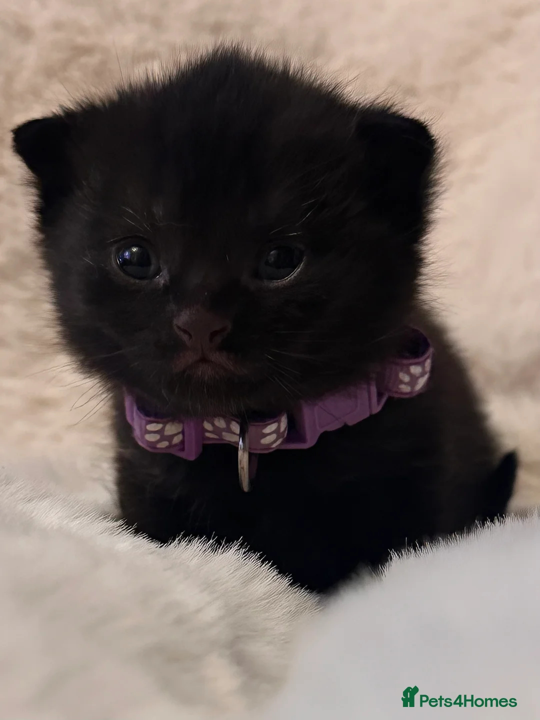 Scottish Fold cats for sale: Last rare choc baby available, weaned & ready ❤️  - Advert 4