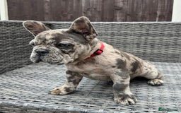 French Bulldog dogs for sale: French Bulldog Puppies with 3 Vaccines Included in Walton-on-Thames - Image 22