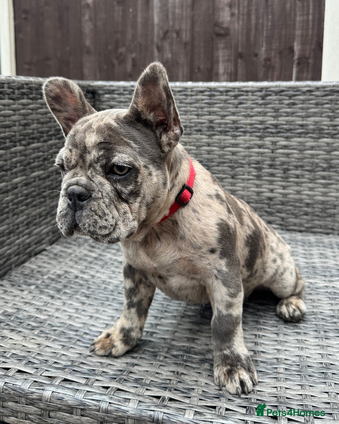 French Bulldog dogs for sale: French Bulldog Puppies with 3 Vaccines Included in Walton-on-Thames - Image 22