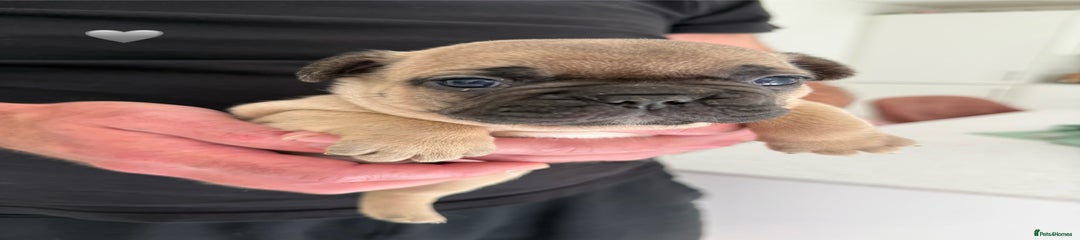 Black collar male