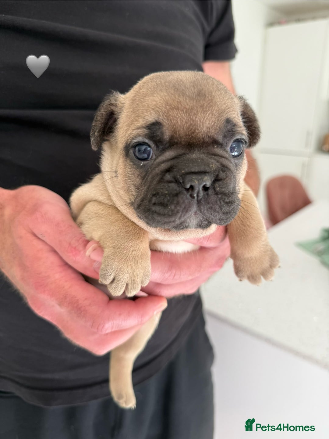 French Bulldog dogs for sale: Fawn French Bulldogs - Image 3
