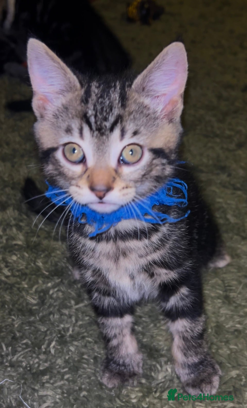 Mixed Breed cats Male Pure Tabby Kitten  - Advert 1