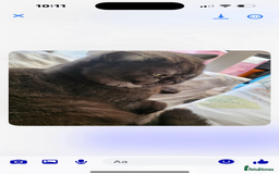 British Shorthair cats for sale: British shorthair babies - Advert 5