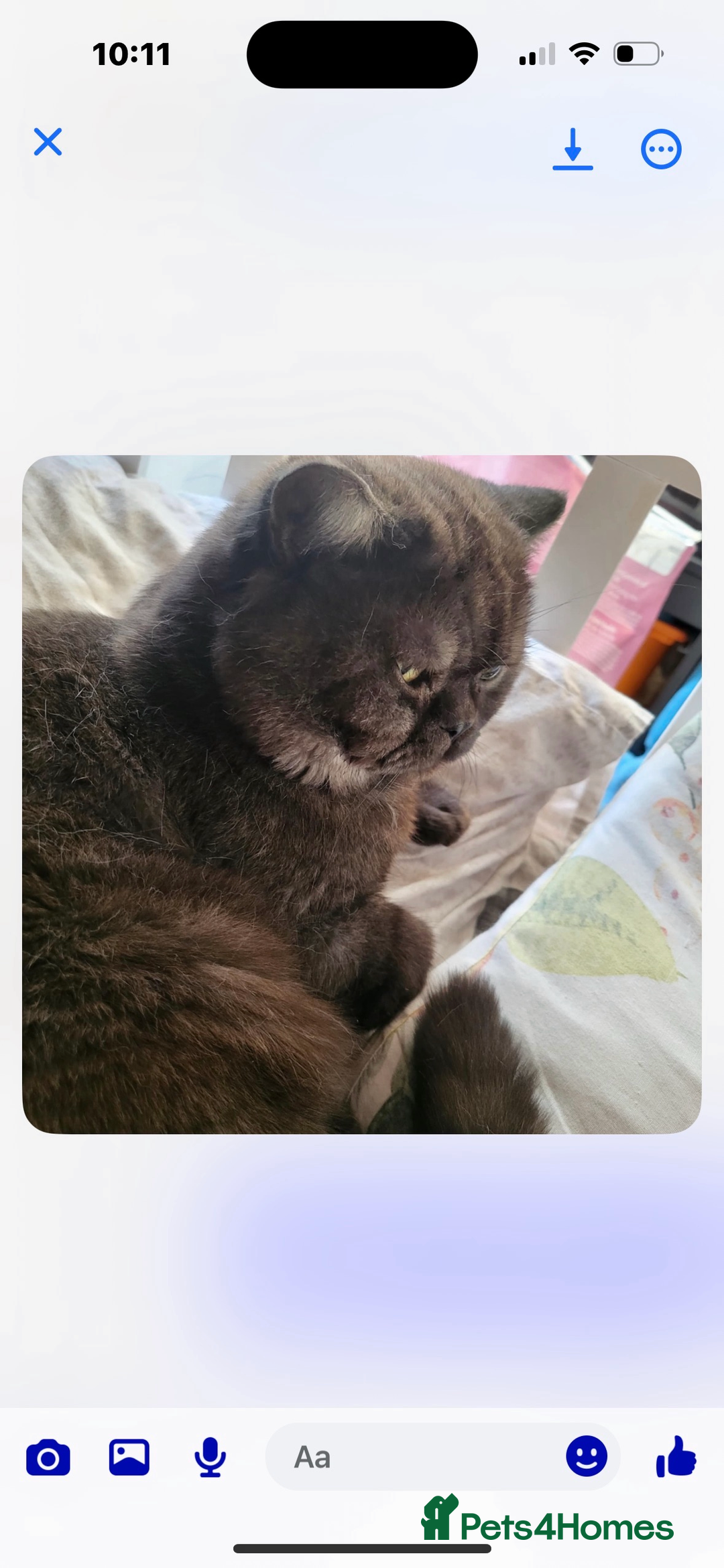 British Shorthair cats for sale: British shorthair babies - Advert 5