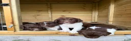 English Springer Spaniel dogs for sale: 2 x English Springer Spaniel Puppies - Advert 4