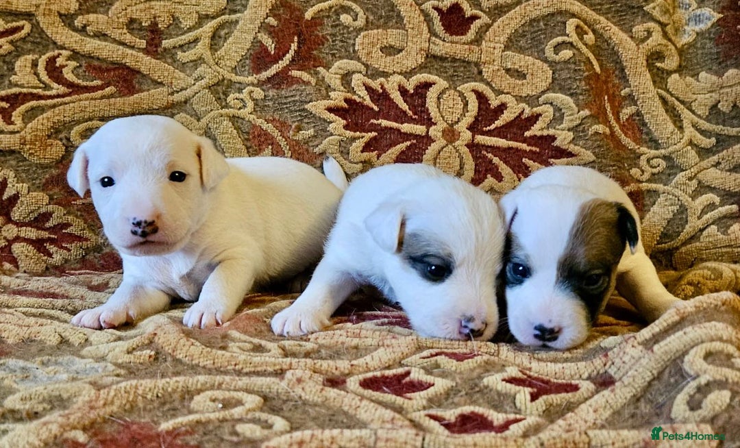 Jack Russell dogs for sale: Tremendous JRT puppies  - Image 14