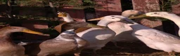 Ducks poultry for sale: Runner Duck EGGS in Goole - Advert 4