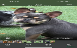 French Bulldog dogs for sale: French Bulldogs - Advert 6