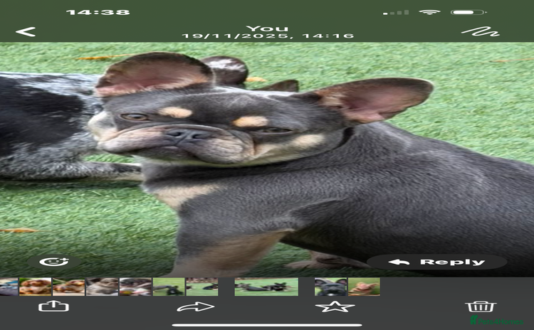 French Bulldog dogs stunning french bulldogs carrying pink and fluffy - Advert 12