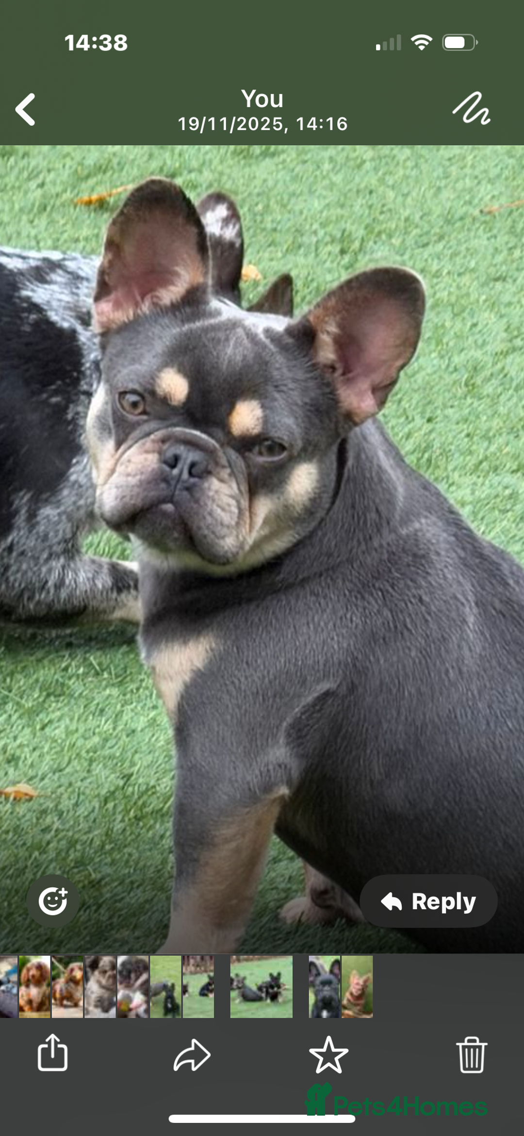 French Bulldog dogs for sale: French Bulldogs - Advert 6