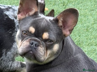 French Bulldog dogs stunning french bulldogs carrying pink and fluffy - Advert 10