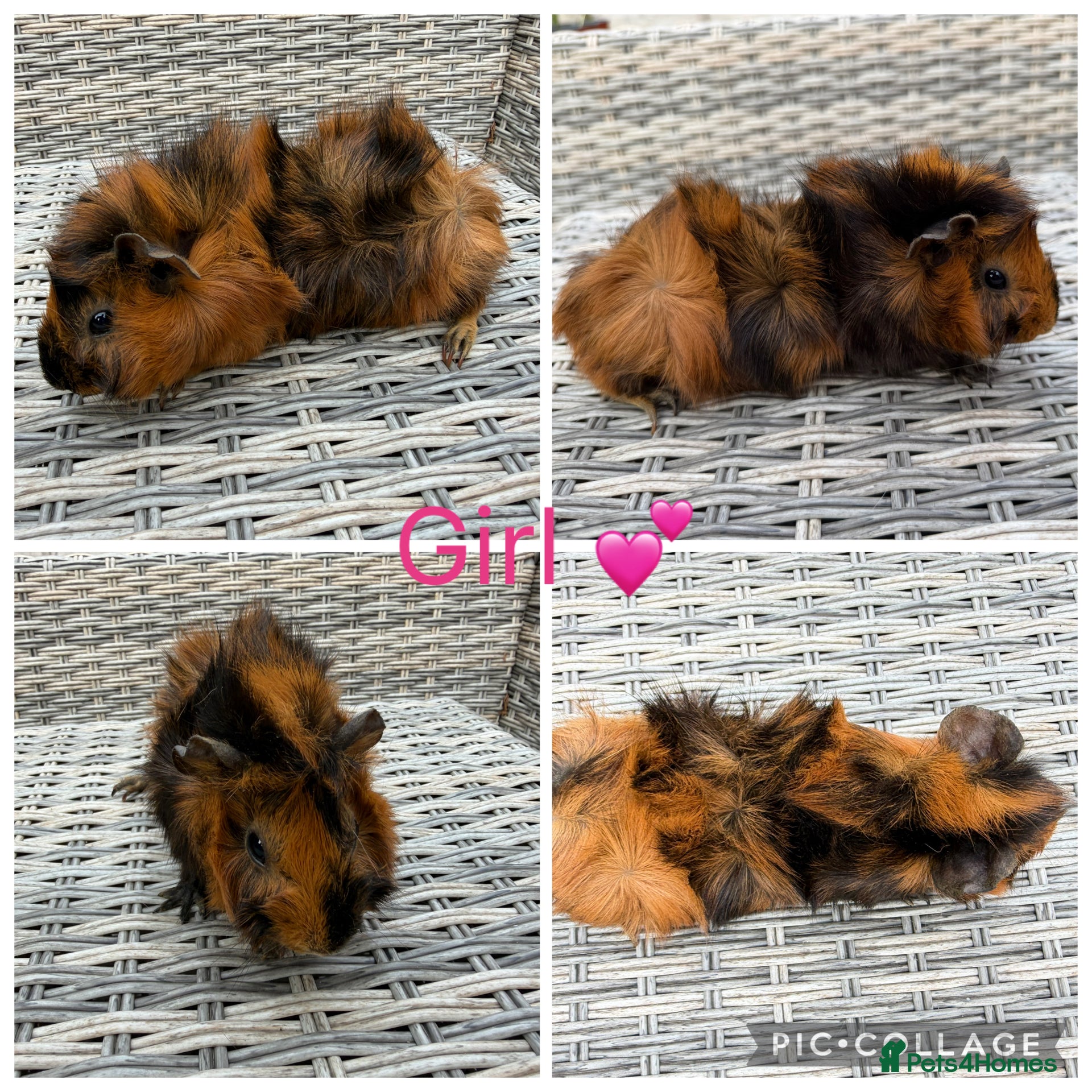 Guinea Pig rodents 7 Female & 4 Male Guinea pigs - Advert 21