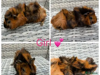 Guinea Pig rodents 7 Female & 4 Male Guinea pigs - Advert 21