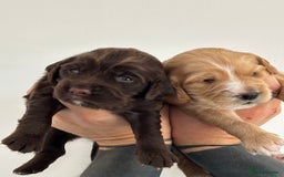 Sprocker dogs for sale: Beautiful, Loveable Spaniels For Sale - Image 19