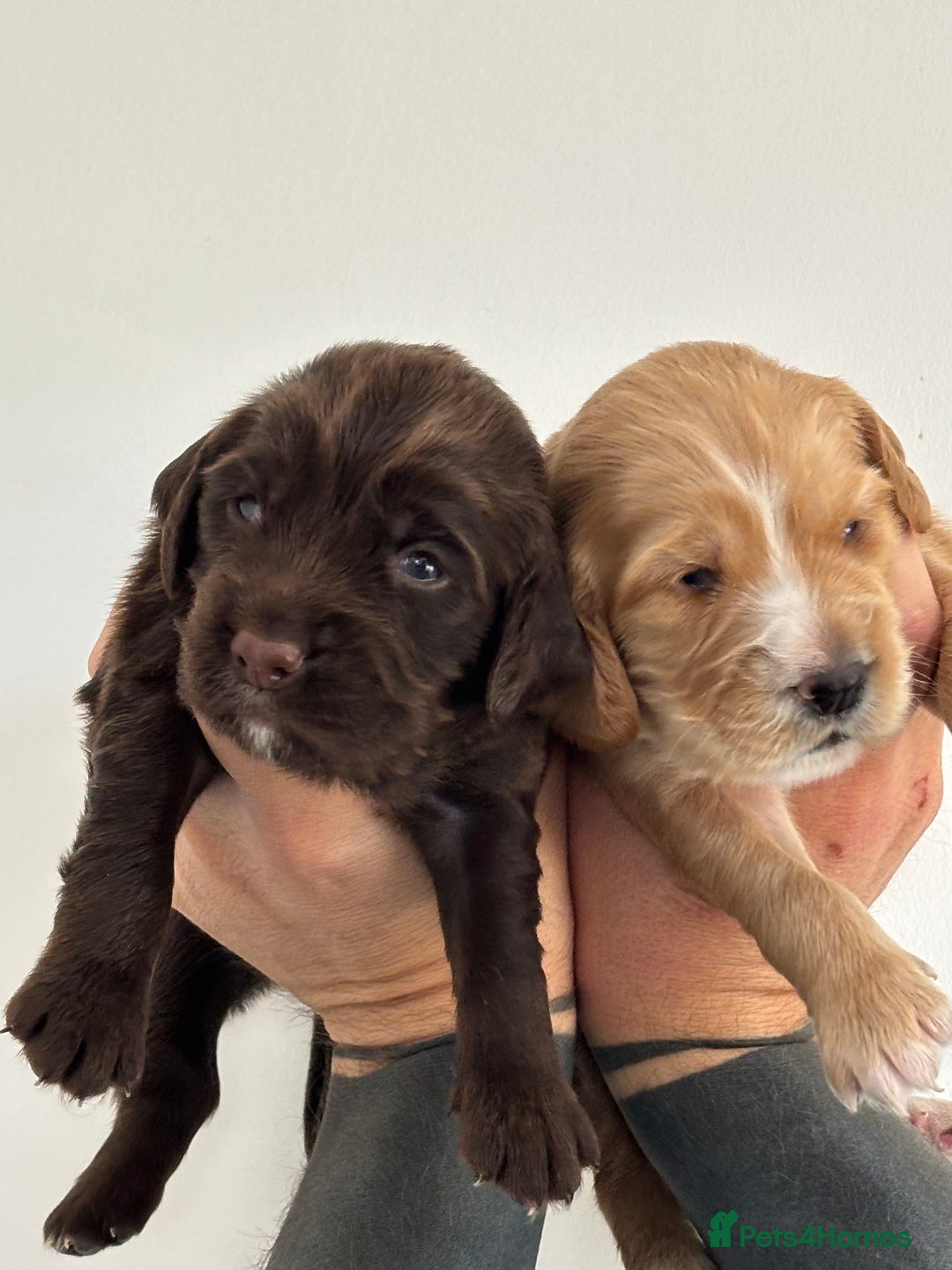 Sprocker dogs for sale: Beautiful, Loveable Spaniels For Sale - Image 19