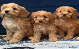 Cockapoo dogs for sale: Ready to go adorable cockapoo puppies  - Image 1