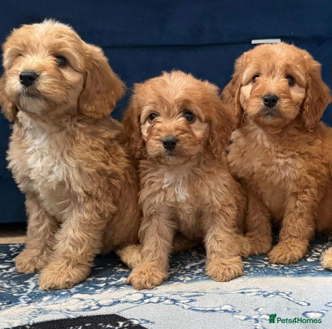 Cockapoo dogs for sale: Ready to go adorable cockapoo puppies  - Image 1
